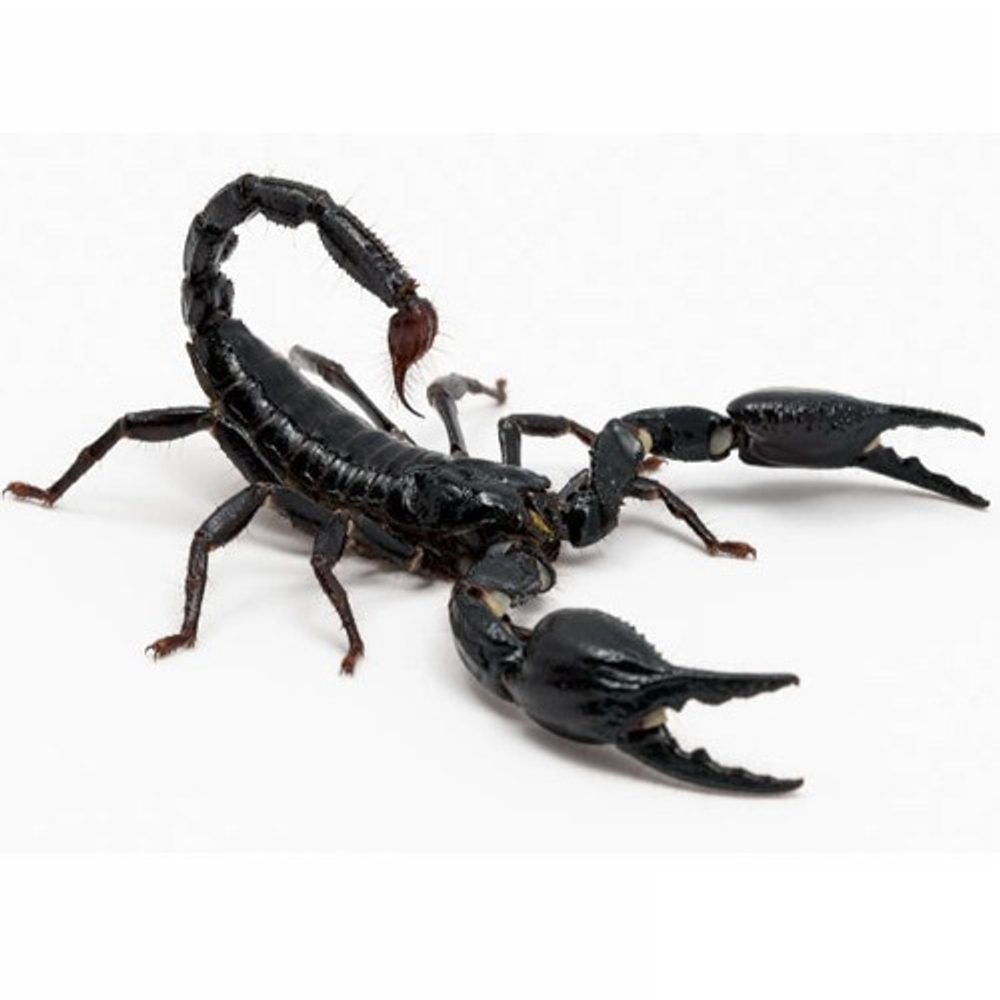 Скорпион Heterometrus spinifer (Азиатский лесной скорпион)