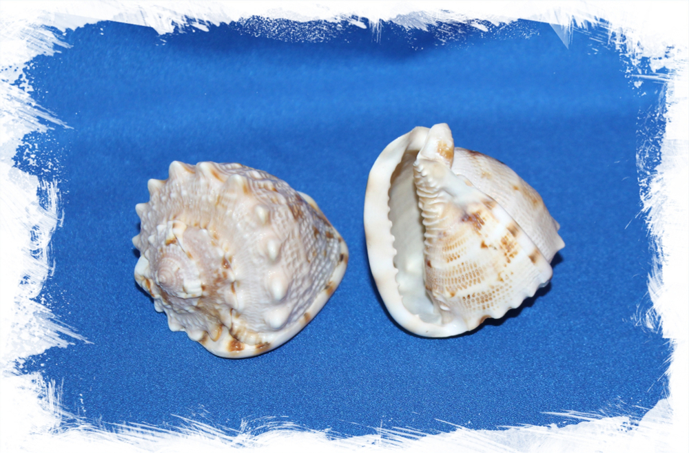 Кассис Корнута до 9 см