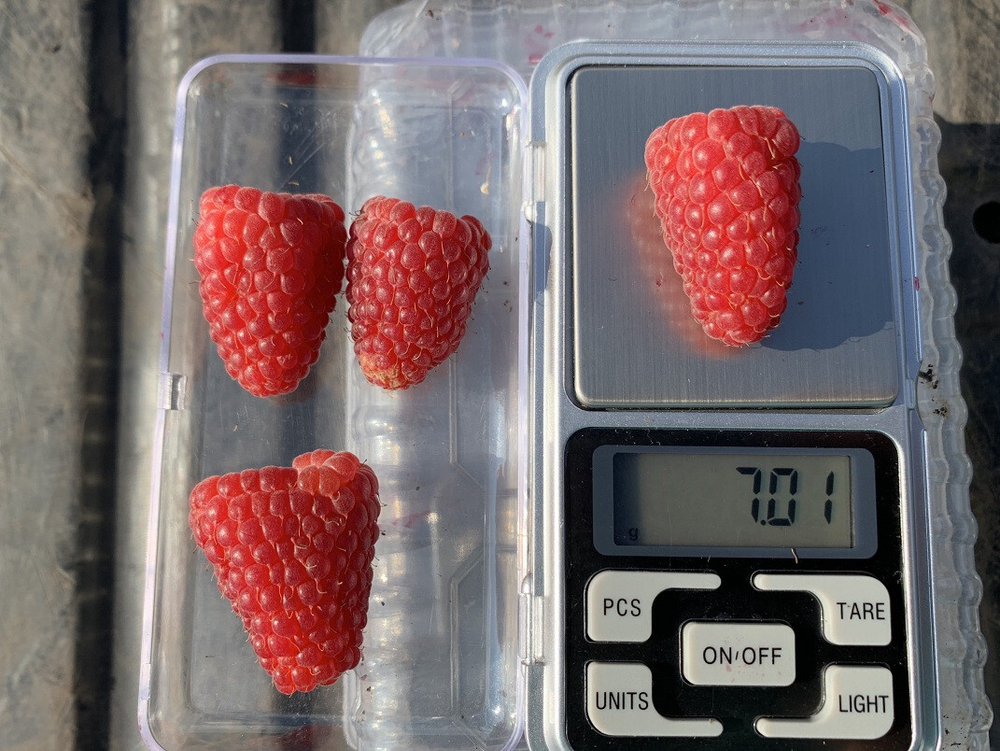 Малина ремонтантная Сластиха