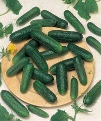 КАРИН F1 семена огурца (Seminis | Alexagro)