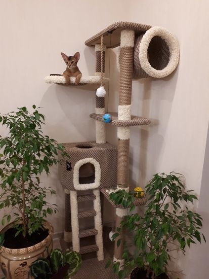 Домик для кошки С-12