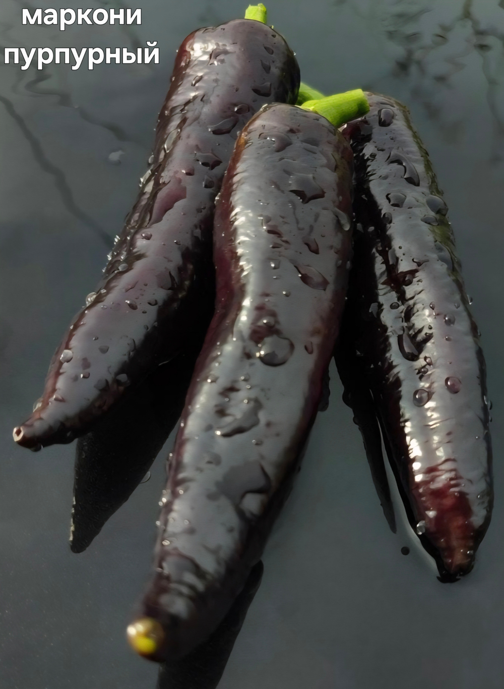 РАССАДА ПЕРЦЕВ МАРКОНИ ПУРПУРНЫЙ