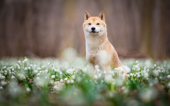 Шесть опасных растений для домашних питомцев