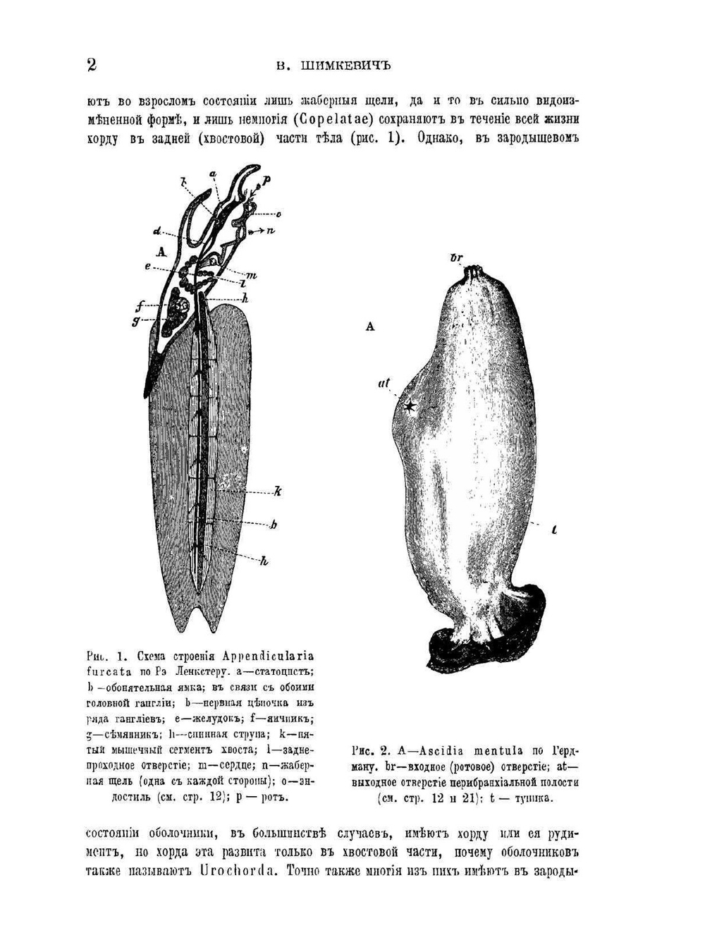 Курс сравнительной анатомии позвоночных животных | В. Шимкевич
