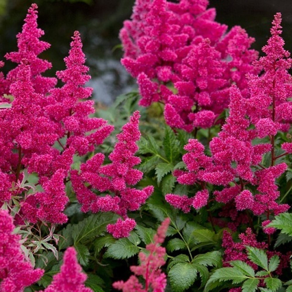 Астильба японская Montgomery