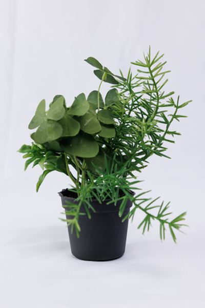 Травы в кашпо 16 см