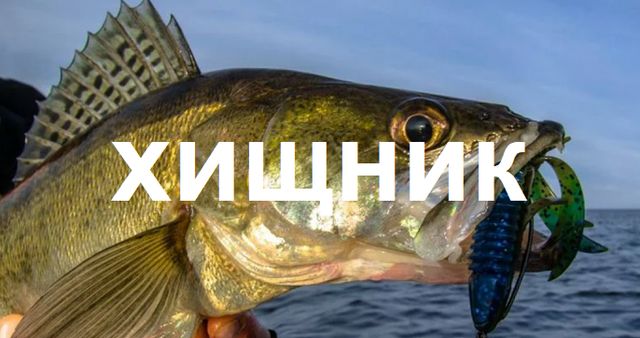 Судак, Щука, Окунь 