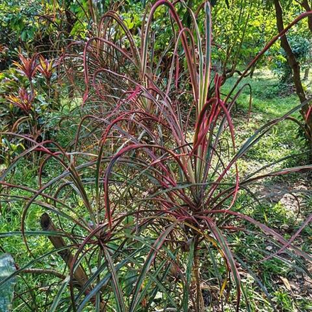 Кордилина DEBBIE