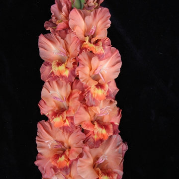 Гладиолус крупноцветковый Хучи Кучи Мэн