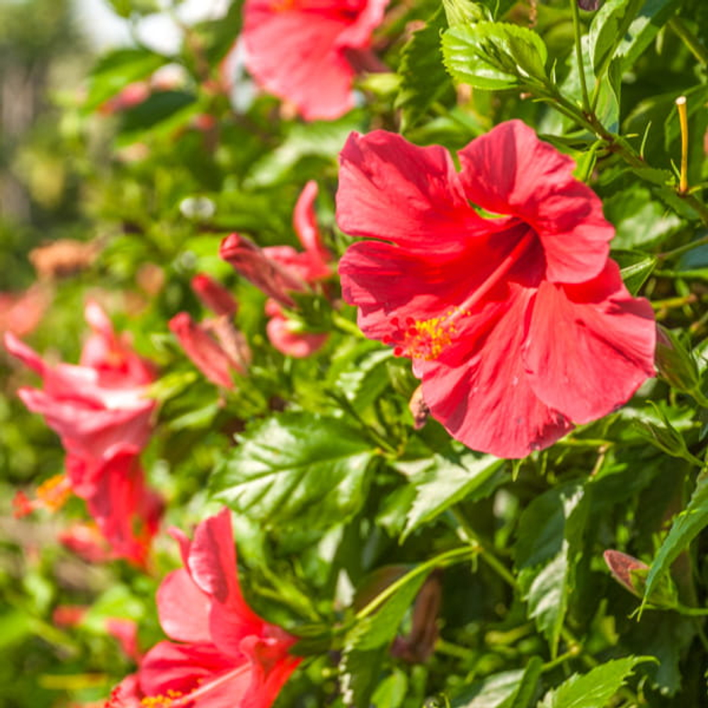Гибискус китайский – Hibiscus rosa-sinensis