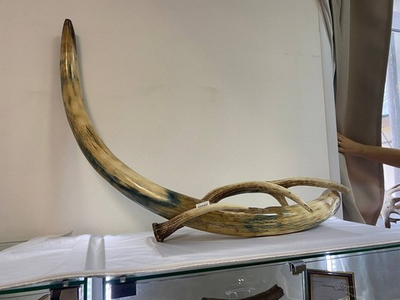 Бивень мамонта лесной