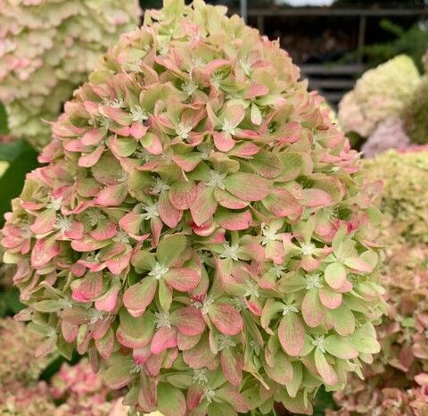 Гортензия метельчатая Пиксио