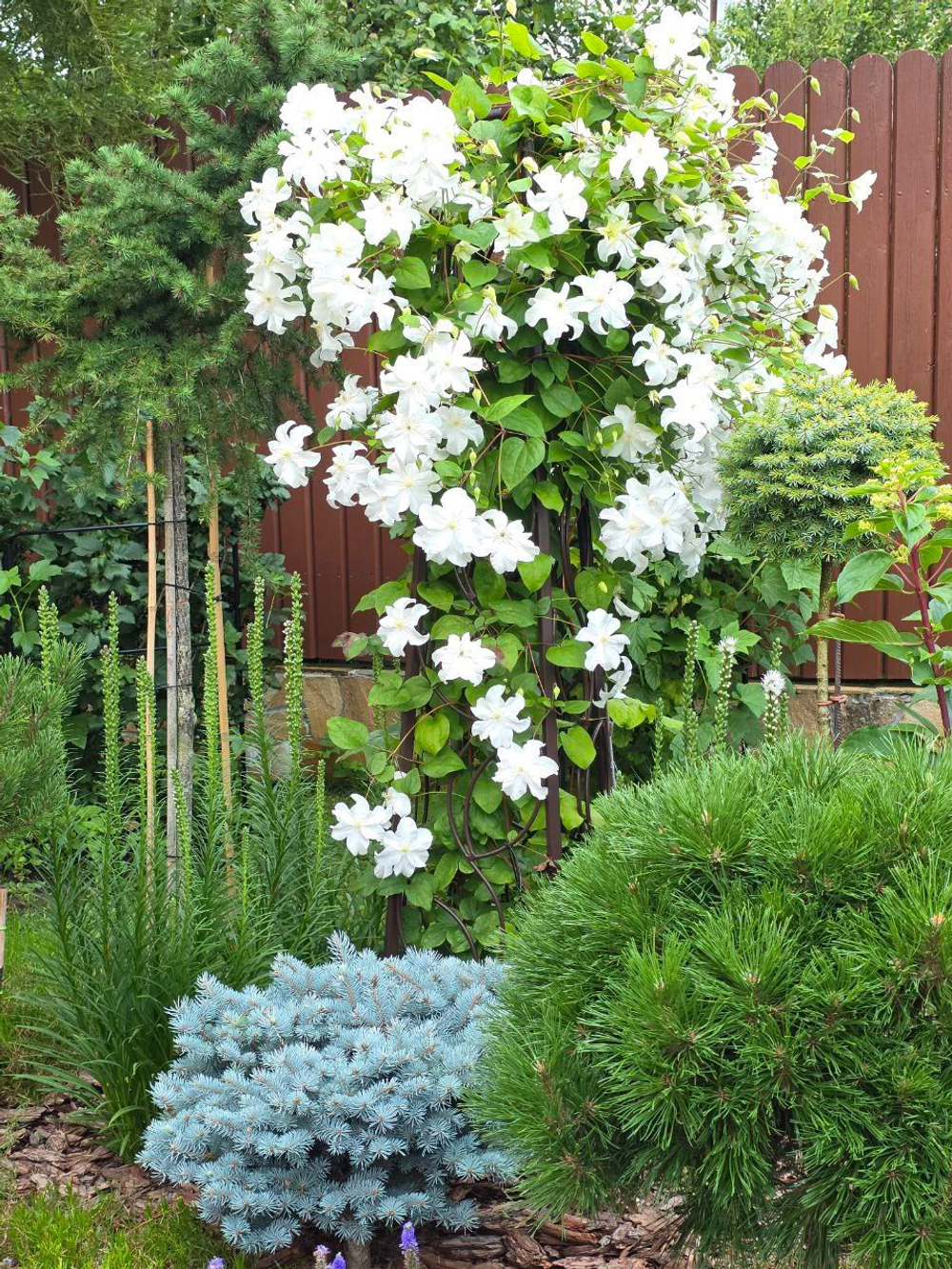 Клематис гибридный Сноу Сторм Закупка М33 апрель 2026