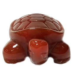 Черепаха сердолик асс.