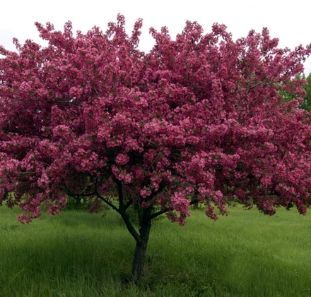 Яблоня декоративная Недзвецкого