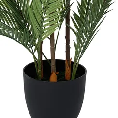 Ховея Пальмовая высота 178 см