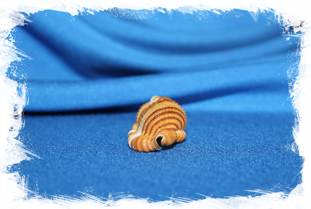 Septa hepatica, Cymatium Hepaticum