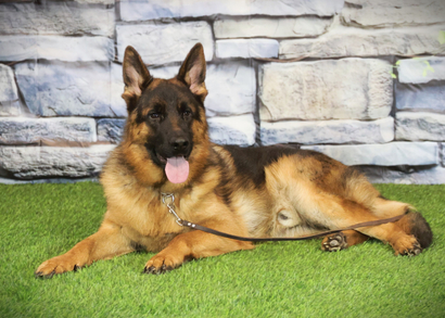 ЯН Из Поместья Боговик - 14.10.2024 д.р.