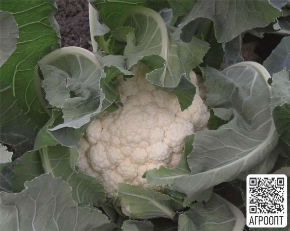 ГУДМАН семена капусты цветной (Bejo | Alexagro) – фото 2