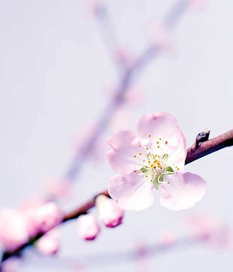 Ароматический воск Любовные чары Love Spell, Candle Warmers