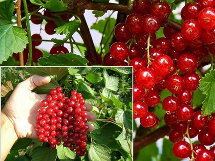 Саженец Смородины красной «Кузьмина» (Сибирская классика, Надежная, Вкусная)