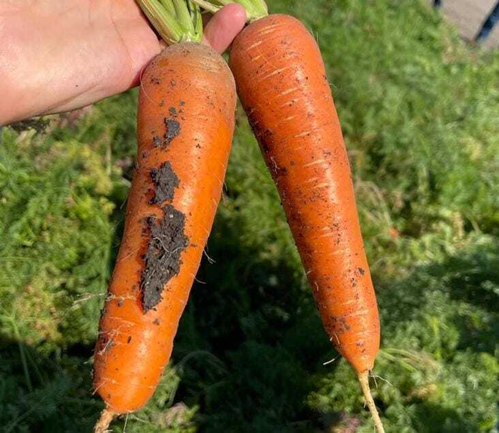 Ле Санте F1 семена моркови шантане (Seminis / Семинис)