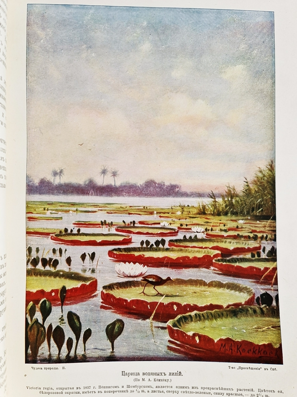 "Чудеса природы. Популярные очерки, посвященный описанию любопытнейших явлений и достопримечательностей трех царств природы. В 2-х томах". В.М.Шимкевич. 1915г. - антикварная книга