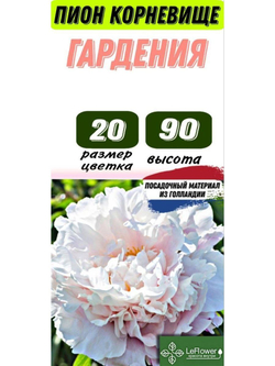 Пион Корневище, Гардения, 1шт