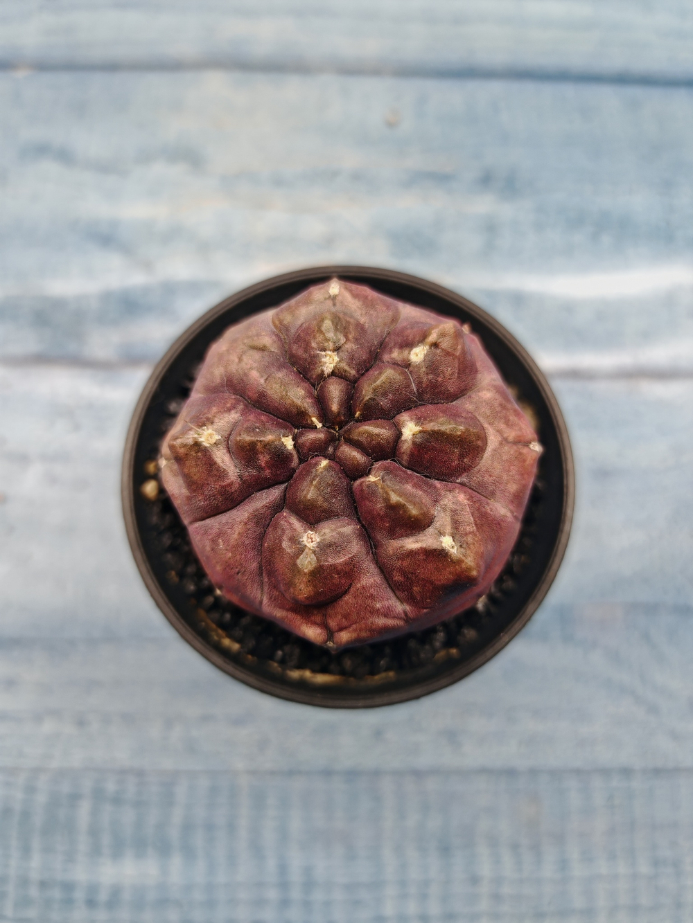Gymnocalycium Daydream (Гимнокалициум)