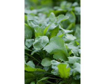 Карфур семена кресс-салата (Гавриш)