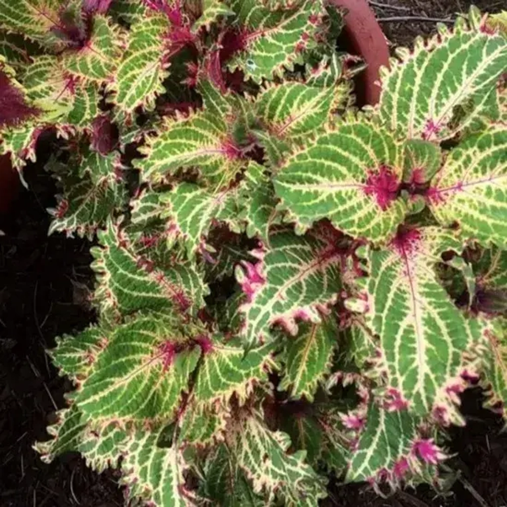 Колеус Peter’s Wonder