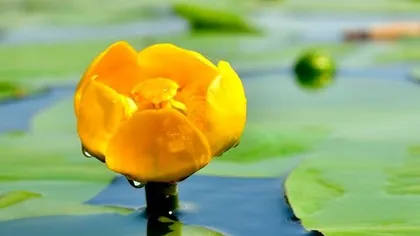 Кубышка желтая (корень)