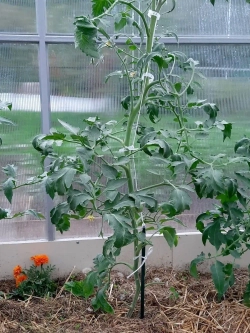 Колышки опора кустодержатель ограждение