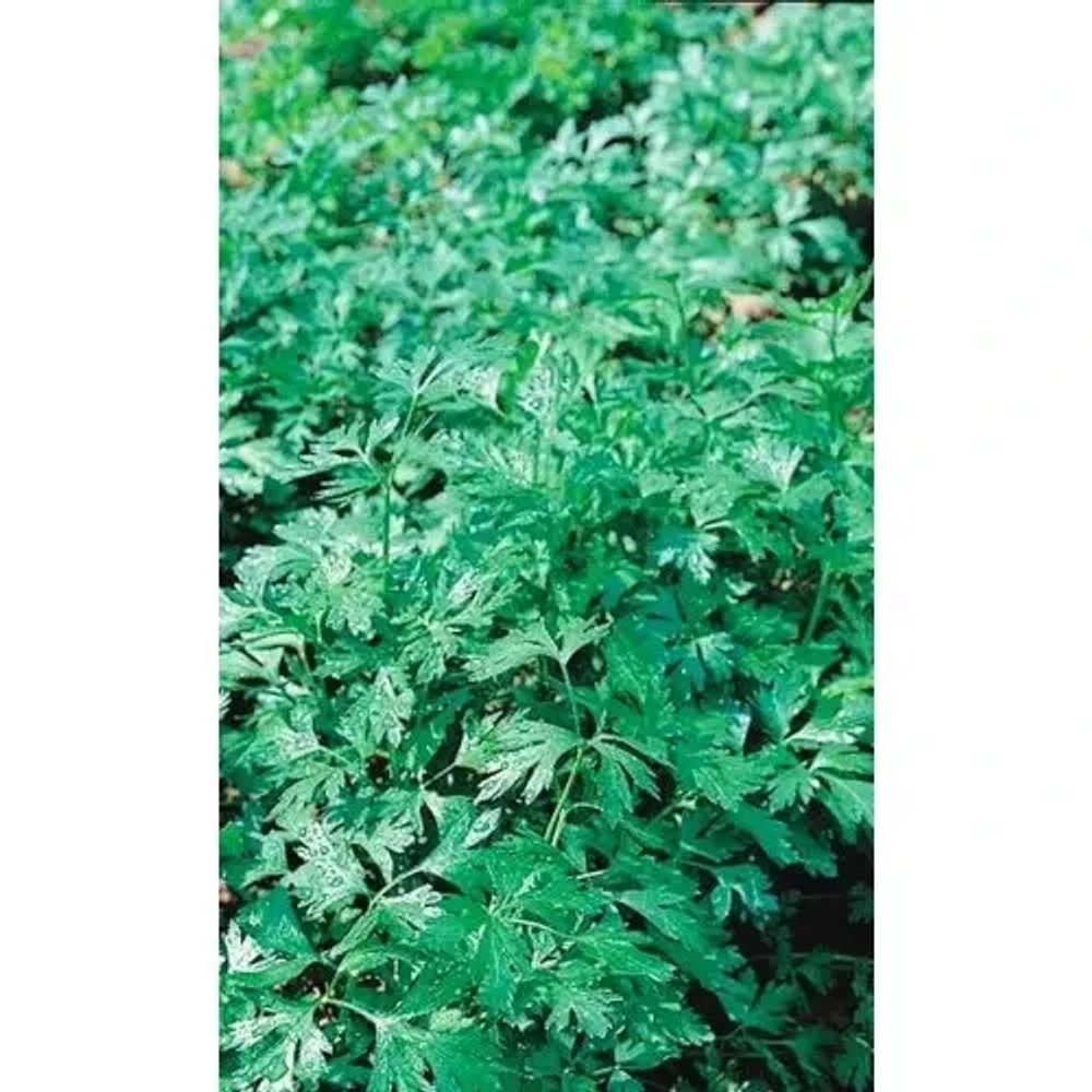 Семена Петрушка Бутербродная - листовая (Марс) Б/П