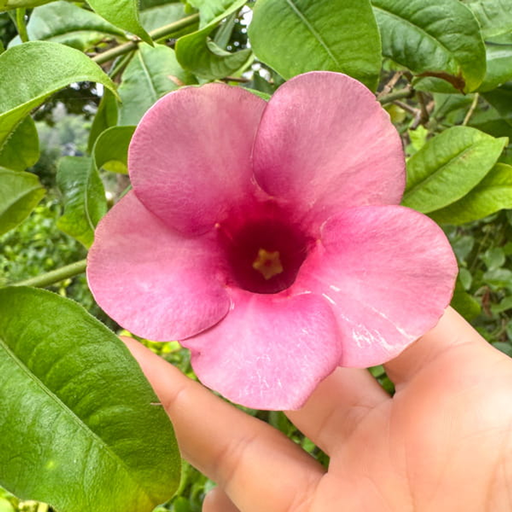 Алламанда сиреневая – Allamanda purple
