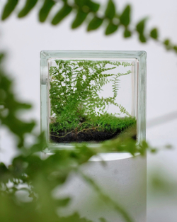 Экосистема Window