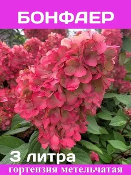 Бонфаер гортензия метельчатая