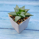 Haworthia Comptoniana Hybride hybrid (Хавортия)