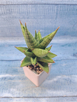 Sansevieria Jewel Crown (Сансевиерия)