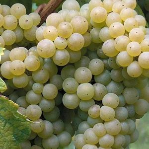 Лоурейро, Лоурейру, (Loureiro, Loureira) - белый сорт винограда