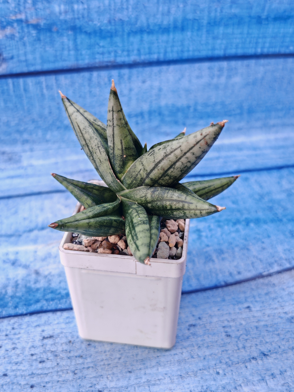 Sansevieria Rocky Crown (Сансевиерия)