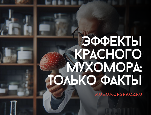 Эффекты красного мухомора — только факты