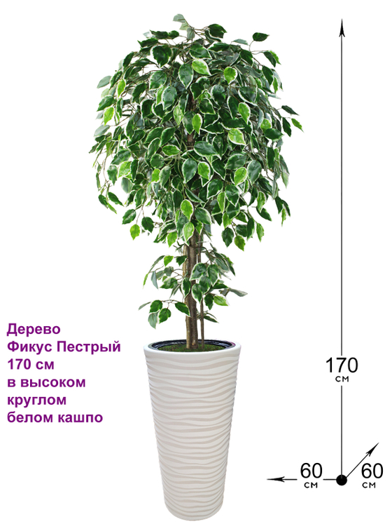 Искусственное дерево Фикус Пестрый 170 см в высоком круглом белом кашпо