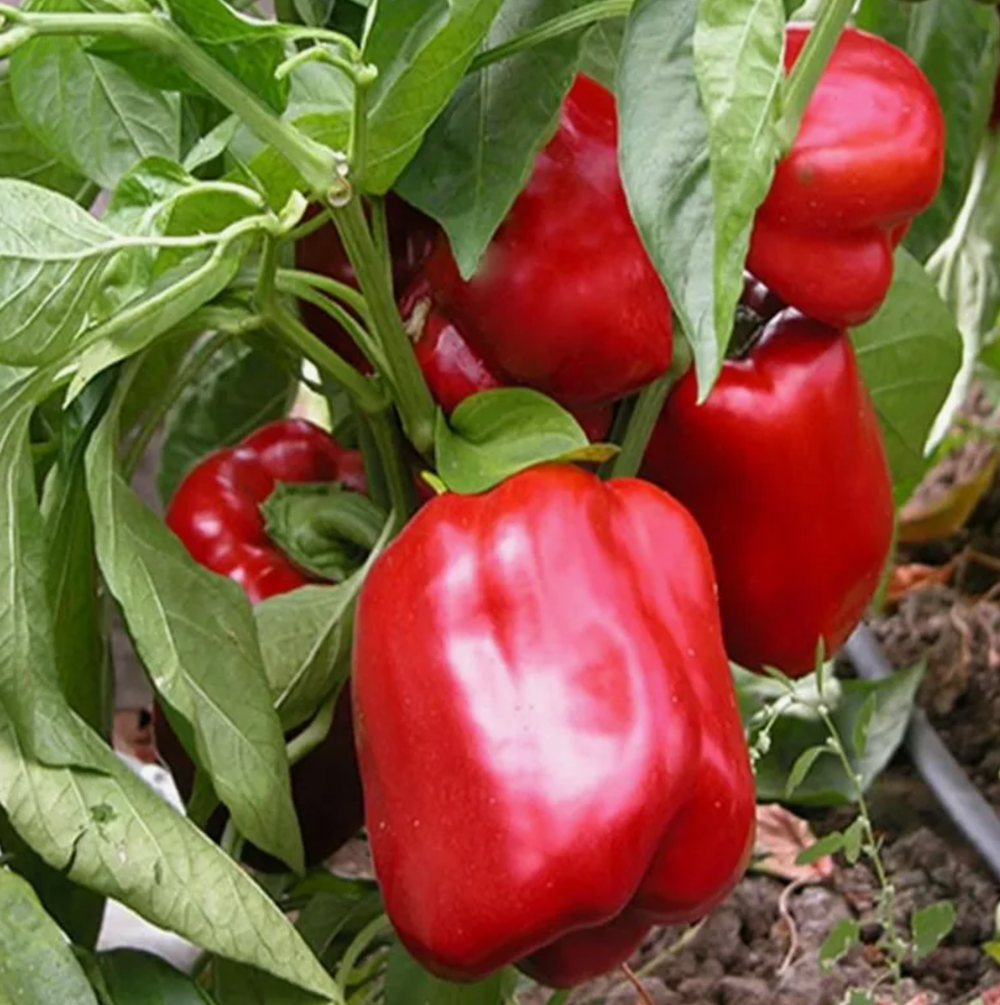 Перец Калифорнийское чудо, готовая к высадке рассада МАЙ ЗКС 1 литр