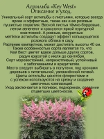 Астильба Кей Вест темнолистная