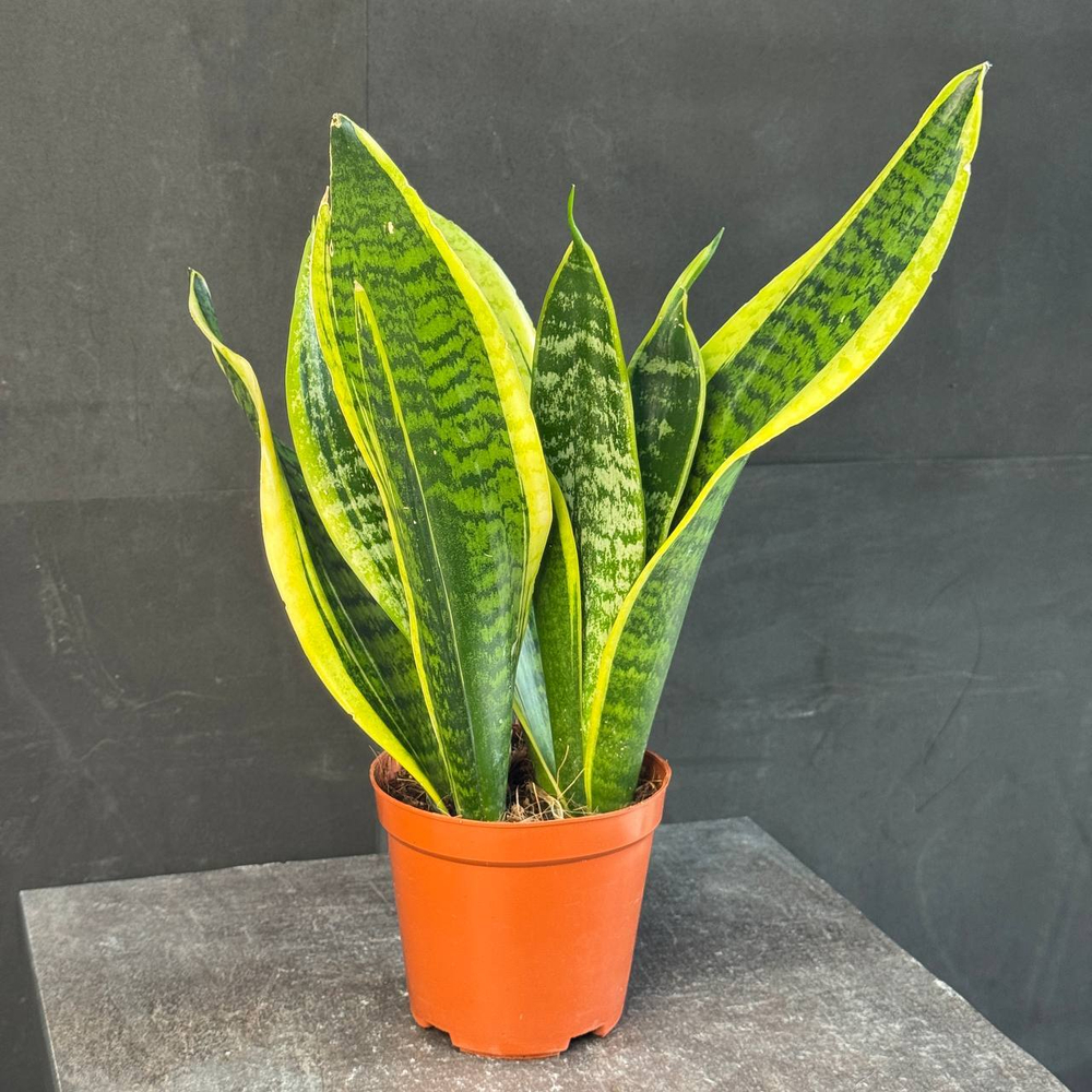 Сансевиерия (Sansevieria trifasciata)