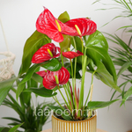 Антуриум Андревнум Невада 12/40