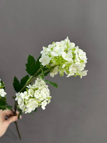 Калина белая (h71 см)