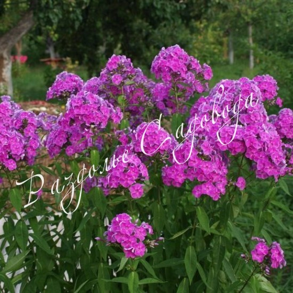 Флокс метельчатый Далила ((Dellilah)