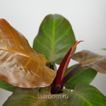 Филодендрон Санлайт 12/30